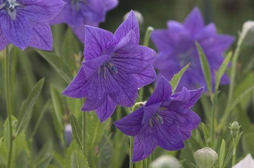 Platycodon grandiflorus 'Double Blue'