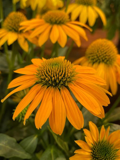 Echinacea Artisan™ Yellow Ombre