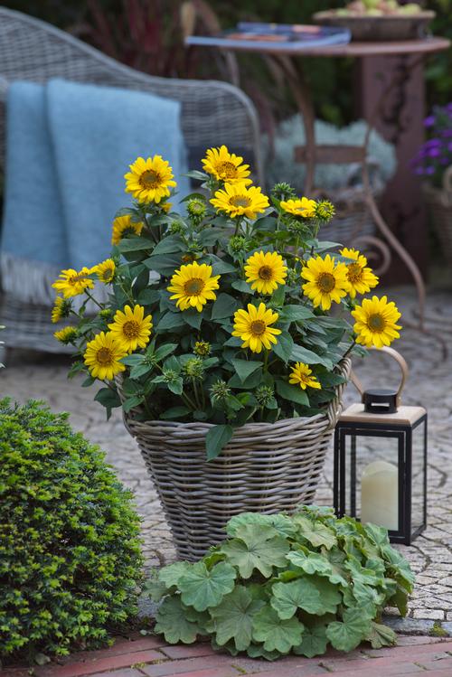 Helianthus decapetalus 'Suncatcher'