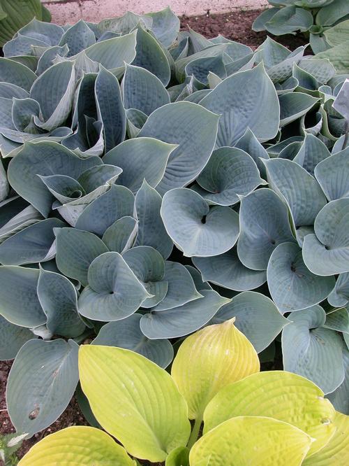 Hosta 'Hadspen Blue'