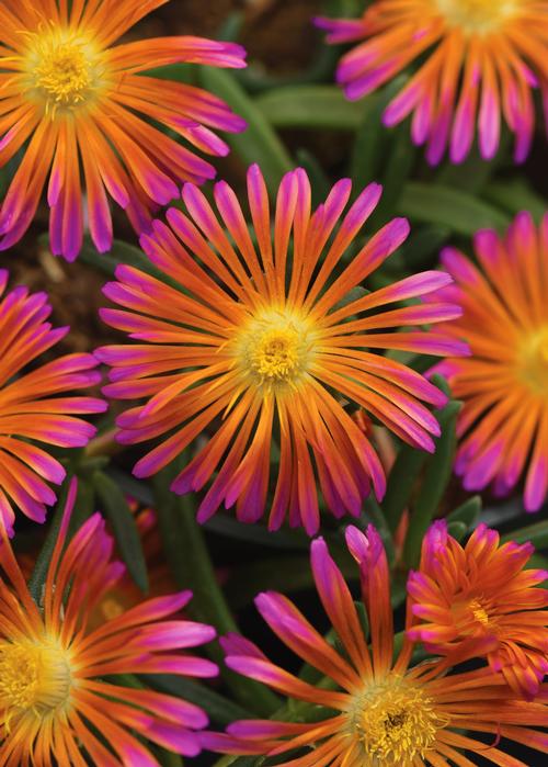 Delosperma 'Ocean Sunset™ Orange Glow'