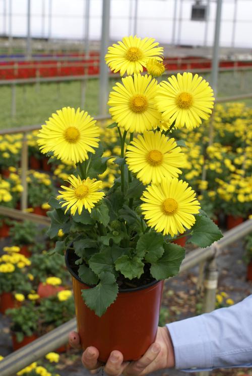 Doronicum orientale 'Little Leo'