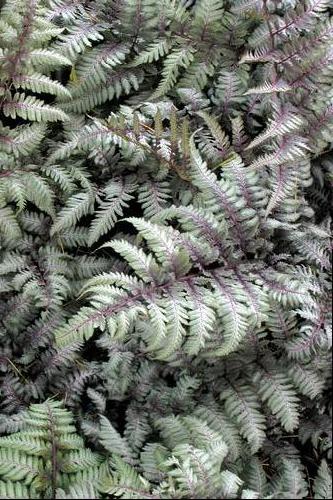 Athyrium niponicum 'Silver Falls'