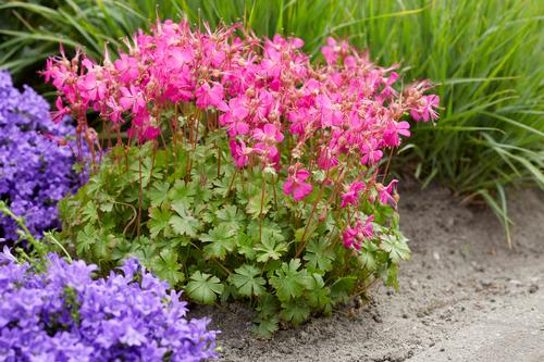 Geranium cantabrigiense 'Intense'