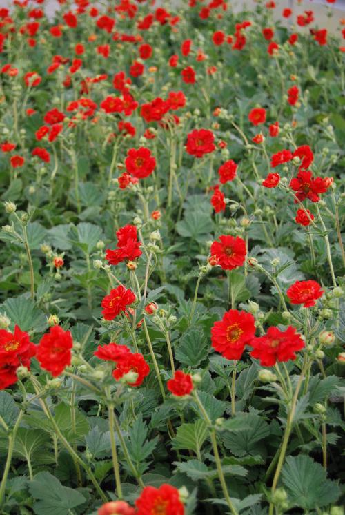 Geum chiloense 'Double Bloody Mary'