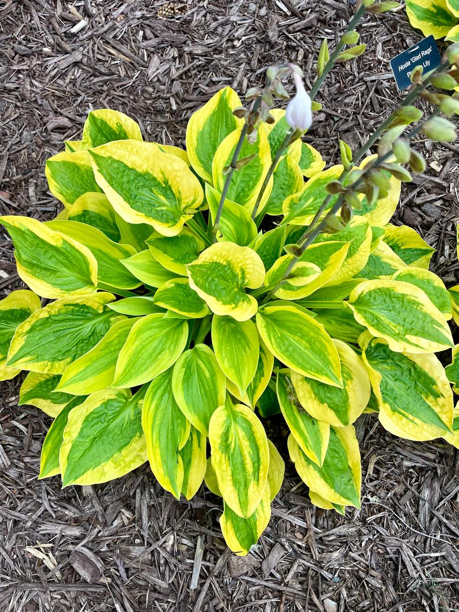 Hosta 'Glad Rags'