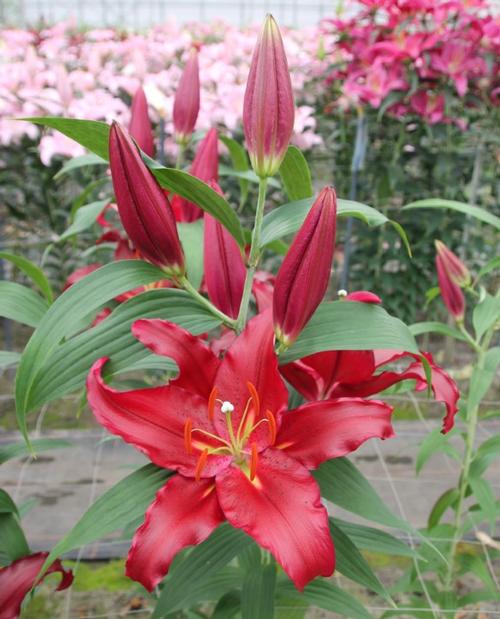 Lilium - Oriental Lily Scorpio from Growing Colors