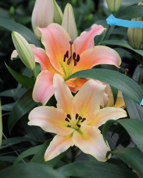 Lilium - OT Hybrid Lily 'Zelmira'