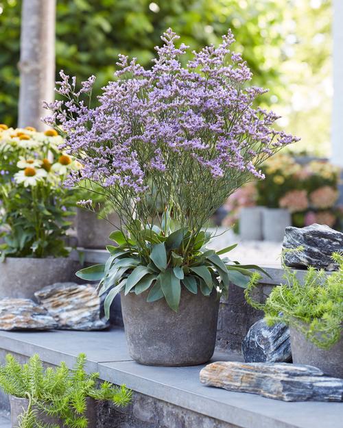 Limonium gmellinii 'Dazzle Rocks'