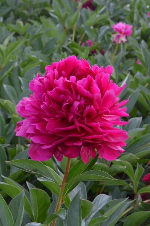 Peony 'Paul M. Wild'