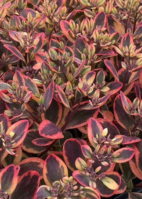 Sedum SunSparkler® Series 'Dazzling Dynamite'