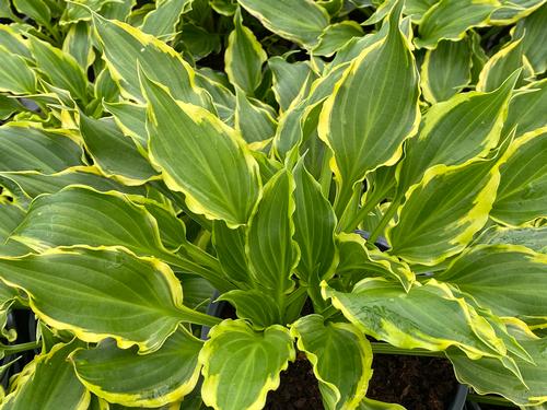 Hosta 'Tea at Betty's'