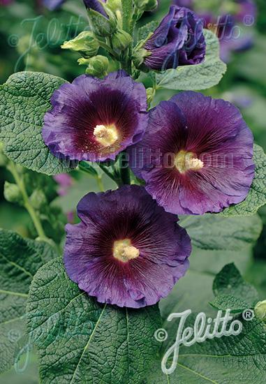 Hollyhock Alcea rosea Spotlight™ Purple Rain from Growing Colors