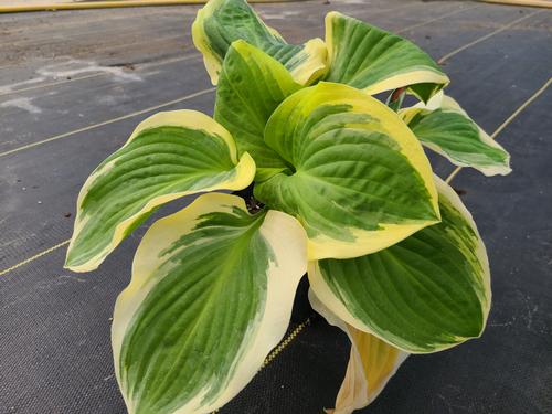 Hosta 'Diana Remembered'