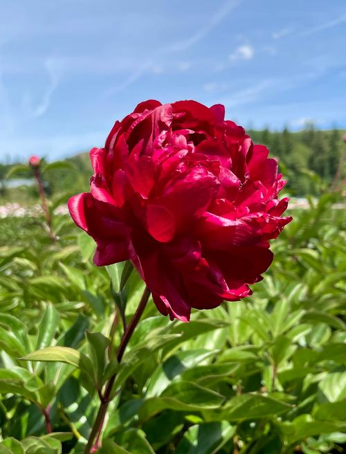 Peony 'Red Magic'