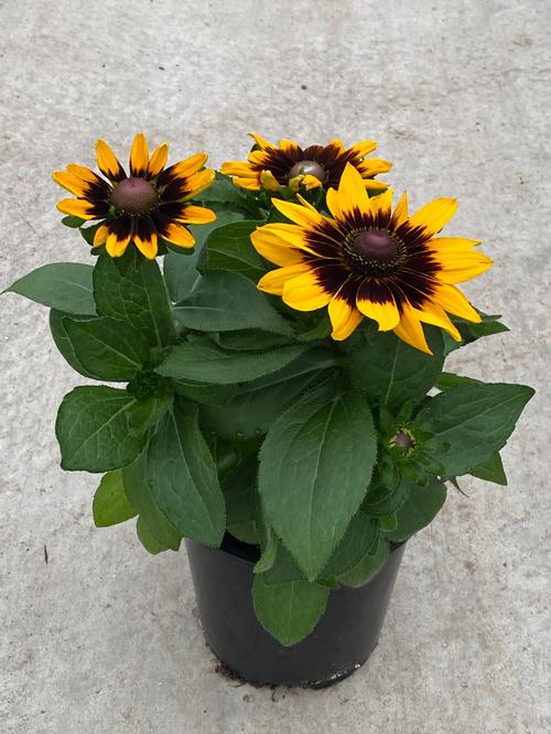 Black Eyed Susan Rudbeckia Hirta Sonora From Growing Colors Black Eyed Susan Rudbeckia Hirta Sonora From Growing Colors