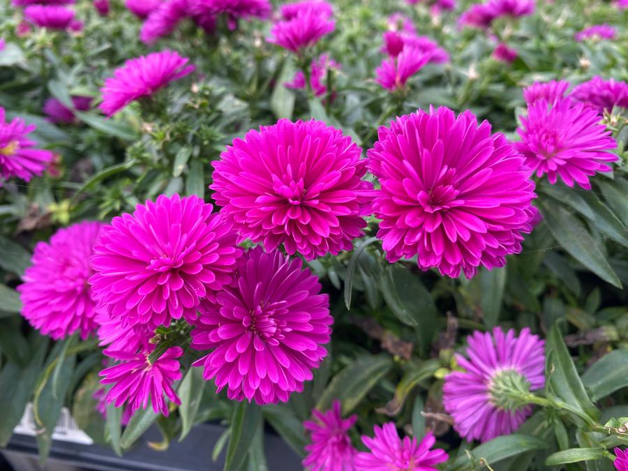 Pincushion Flower Scabiosa columbaria Pink Mist from Growing Colors