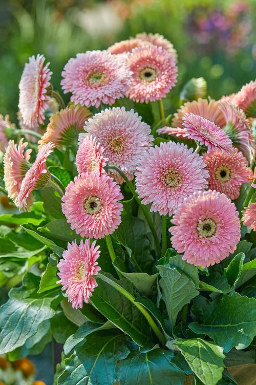 Gerbera jamesonii 'Garvinea Majestic Light Pink'