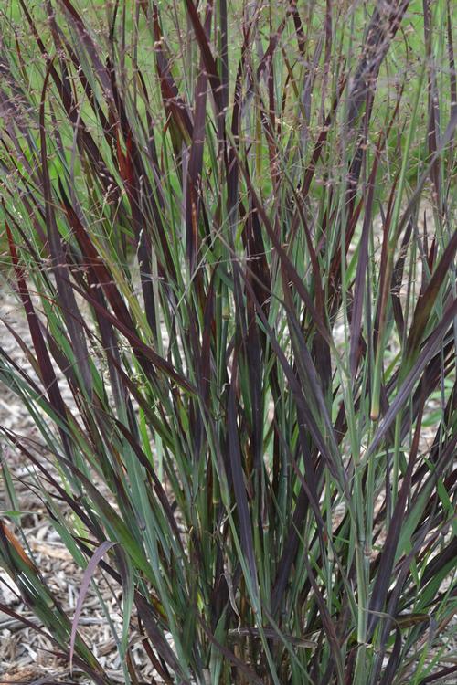 Panicum virgatum 'Blood Brothers'