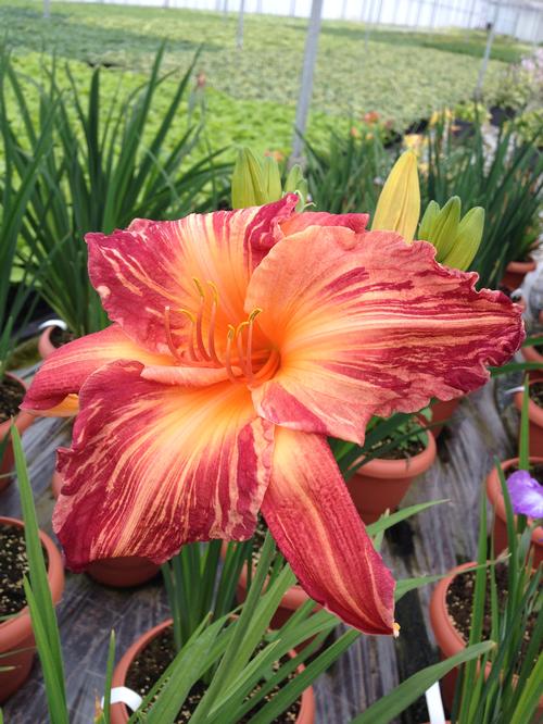 Hemerocallis 'Pink Stripes'