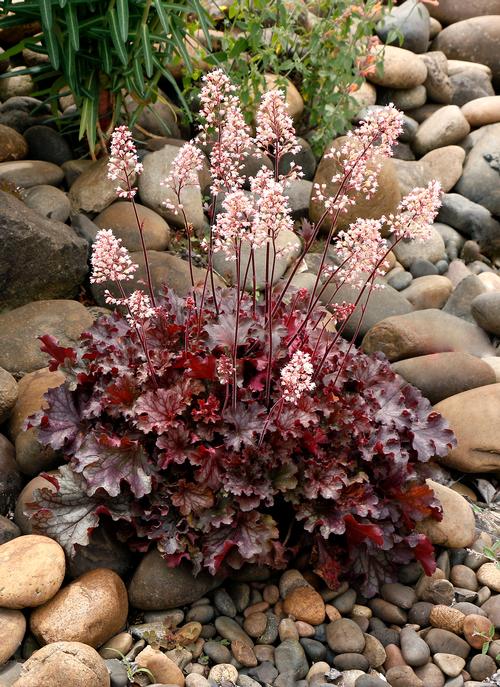 Heuchera 'Ruby Tuesday'