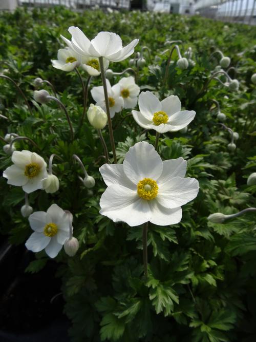 Anemone sylvestris 