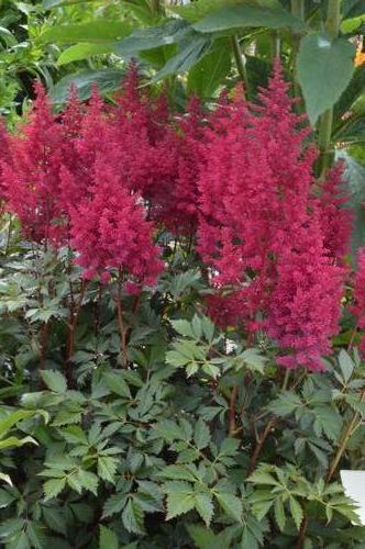 Astilbe japonica 'Go Go Red'