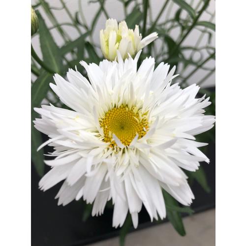 Leucanthemum maximum 'Sweet Daisy® Rebecca'