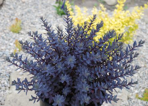 Sedum SunSparkler® Series Sapphire Tuffet