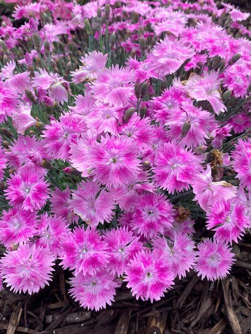 Dianthus 'EverBloom™ Watermelon Ice'