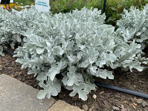 Centaurea ragusina 'Silver Swirl'