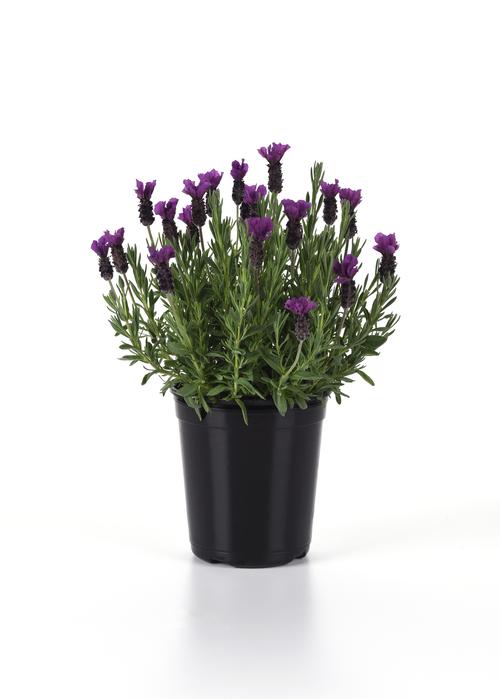 Lavandula stoechas 'Anouk Purple Medley'