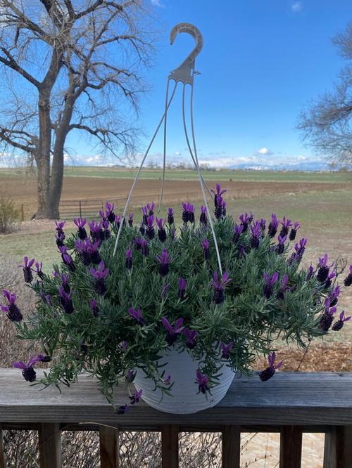 Lavandula stoechas 'Purple Rain'