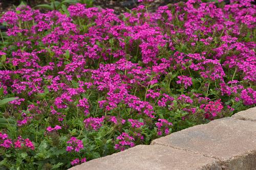 Verbena canadensis 'Homestead Hot Pink'