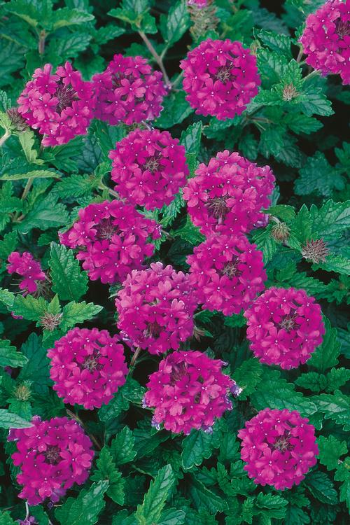 Verbena canadensis 'Homestead Purple'