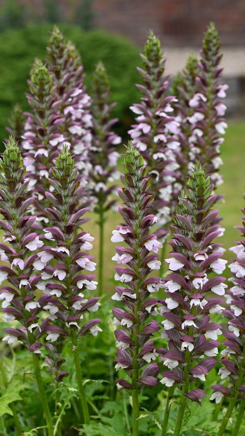 Acanthus mollis 'Morning Candle'