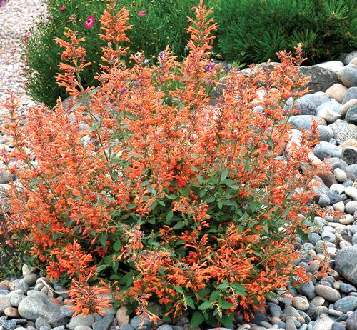 Agastache 'Kudos™ Mandarin'