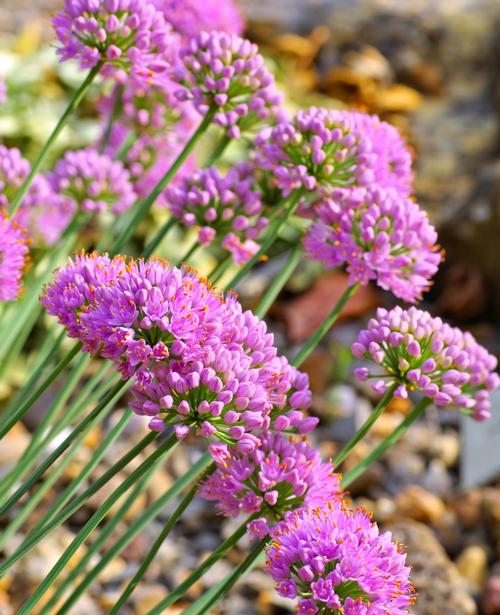 Allium senescens 'Glaucum'