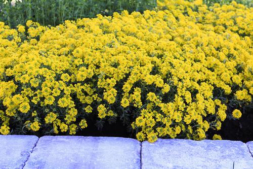 Alyssum wulfenianum 'Golden Spring'