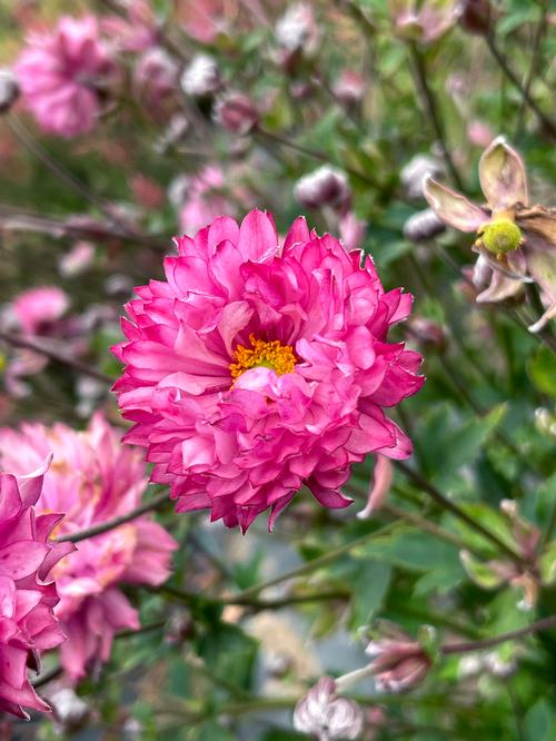 Anemone 'PUFF® Pink'