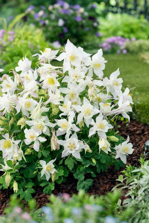 Aquilegia 'Earlybird™ White'