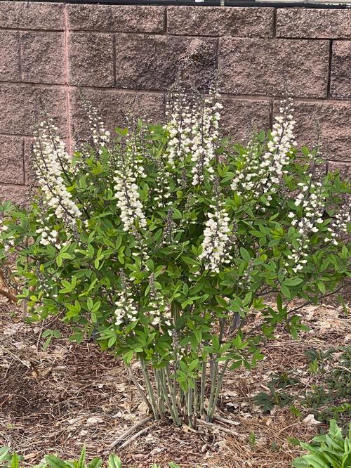 Baptisia alba 
