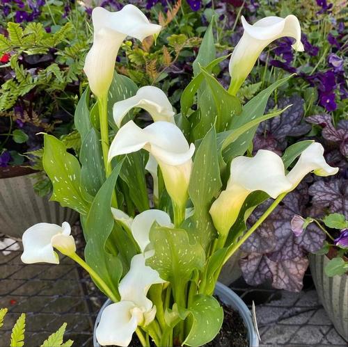 Calla 'Fresco®'