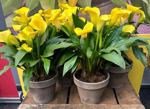 Calla 'Izzy Mae®'