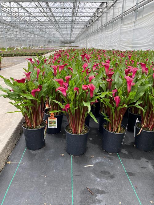 Calla 'Texas®'