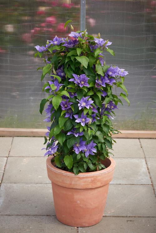 Clematis Olympia™