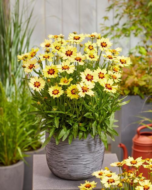 Coreopsis grandiflora 'Solar Moon®'
