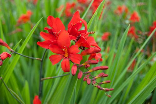 Crocosmia 'Diablito™'