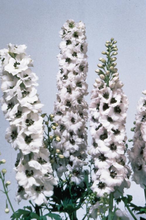 Delphinium elatum 'Magic Fountains White/Dark Bee'