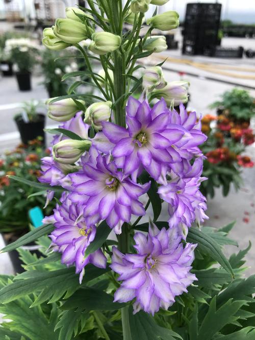 Delphinium 'Delgenius™ Breezin'